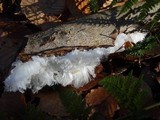 Exidiopsis effusa image
