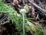 Roridomyces roridus image