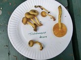 Tricholomopsis decora image