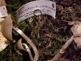 Psathyrella longistriata image