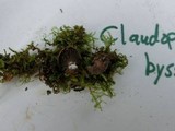 Entoloma byssisedum image