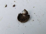 Entoloma byssisedum image