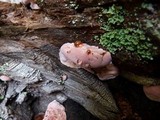 Fomitopsis cajanderi image