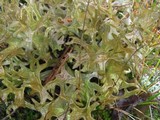 Cetraria islandica image