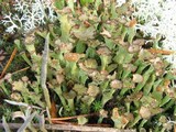 Cladonia cervicornis ssp. verticillata image