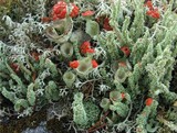 Cladonia coccifera image
