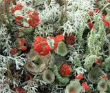 Cladonia coccifera image