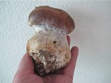Cortinarius praestans image