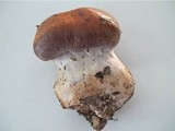 Cortinarius praestans image