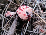 Hydnellum peckii image