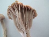 Hygrocybe flavipes image