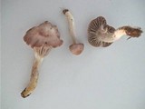 Hygrocybe flavipes image