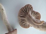 Hygrocybe flavipes image