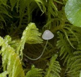 Mycena aciculata image