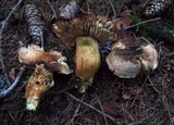 Tricholoma sulphureum image