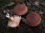 Tricholoma vaccinum image