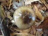 Hygrophorus fuligineus image