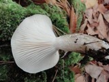Hygrophorus fuligineus image