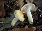 Hygrophorus flavodiscus image