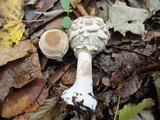 Chlorophyllum rachodes image