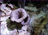Craterellus fallax image