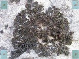 Collema fuscovirens image