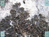 Collema fuscovirens image