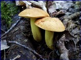 Leccinum subglabripes image