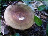 Russula variata image