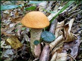 Leccinum insigne image