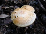 Cuphophyllus pratensis image