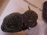 Melanogaster tuberiformis image