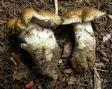 Cortinarius variosimilis image