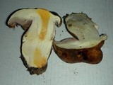 Cortinarius variosimilis image