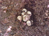 Scleroderma areolatum image