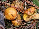 Suillus americanus image