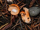 Lactarius luculentus var. laetus image