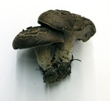 Sarcodon imbricatus image