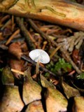 Strobilurus albipilatus image