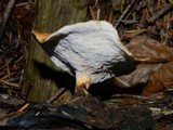 Royoporus badius image