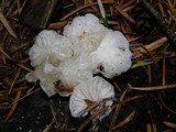 Hemimycena candida image