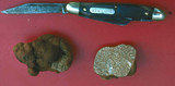 Tuber lyoni image