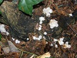 Hemimycena candida image