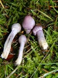Inocybe geophylla var. lilacina image