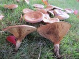 Paxillus involutus image