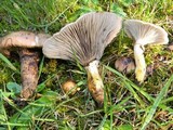 Gomphidius oregonensis image