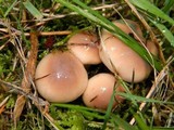 Gomphidius oregonensis image