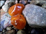 Suillus brevipes image
