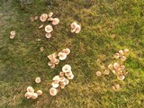 Hebeloma crustuliniforme image