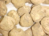 Tuber magnatum image